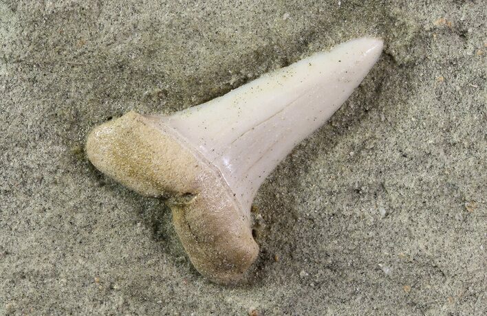 Mako Shark Tooth Fossil On Sandstone - Bakersfield, CA #69000